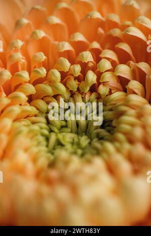 Gerbera Daisy Heart avec des pétales orange vibrants en détail Banque D'Images