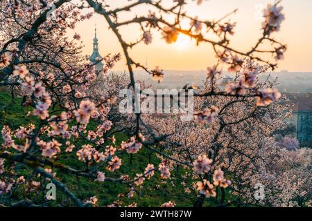 Branches d'arbre à fleurs roses à l'aube à Prague Banque D'Images