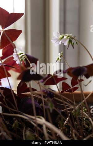 plante à fleurs de shamrock d'intérieur faux oxalis triangularis Banque D'Images