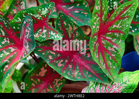 Une belle feuille de Caladium rose dans le jardin Banque D'Images