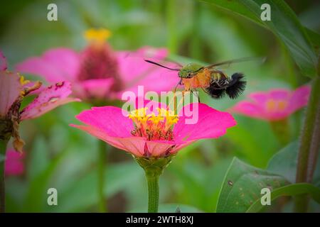 gros plan sur la teigne du colibri dans le jardin Banque D'Images