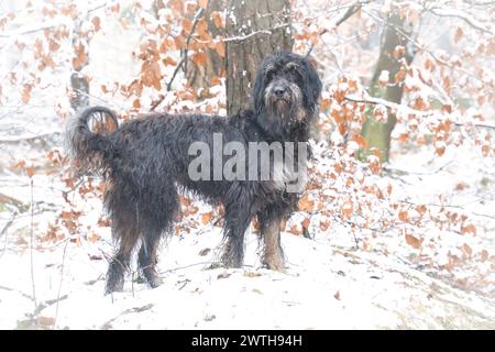Goldendoodle dans la neige. Forêt enneigée. Fourrure bouclée noire avec des marques marron clair. Photo d'animaux dans la nature Banque D'Images
