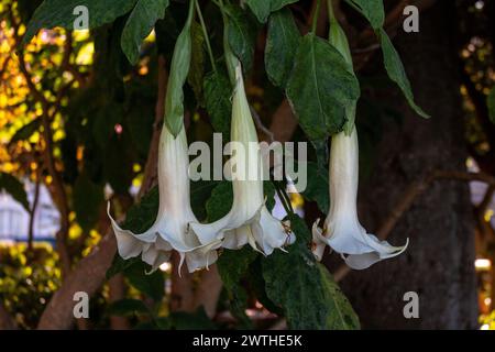 Les fleurs de trompette d'Angel, Brugmansia, sont toxiques Banque D'Images