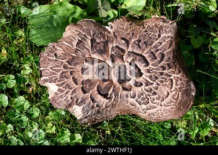 Sarcodon squamosus ou Hydnum squamosum est un champignon comestible quand il est jeune. Cette photo a été prise à Picos de Urbion, frontière entre Soria, Burgos et la R. Banque D'Images