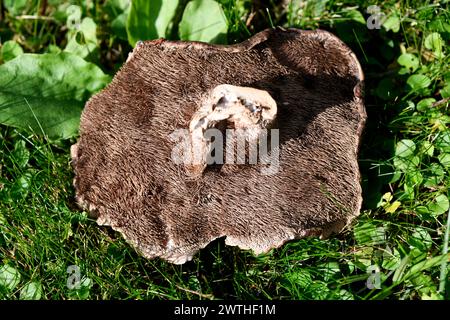 Sarcodon squamosus ou Hydnum squamosum est un champignon comestible quand il est jeune. Cette photo a été prise à Picos de Urbion, frontière entre Soria, Burgos et la R. Banque D'Images