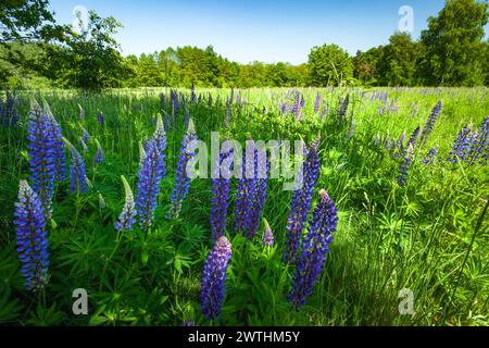 Lupin bleu sauvage poussant dans une prairie verte en face de la forêt, Czulczyce, Pologne Banque D'Images