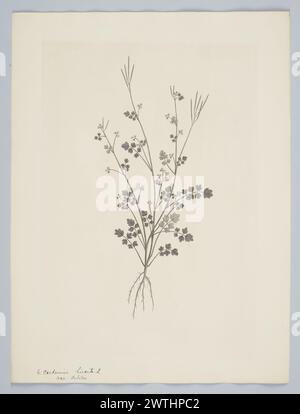 Cardamine debilis Banks & Solander ex de Candolle estampes, gravures sur cuivre, gravures au trait Banque D'Images