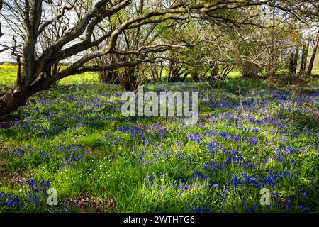 Bluebell Wood Capel Suffolk Angleterre Banque D'Images
