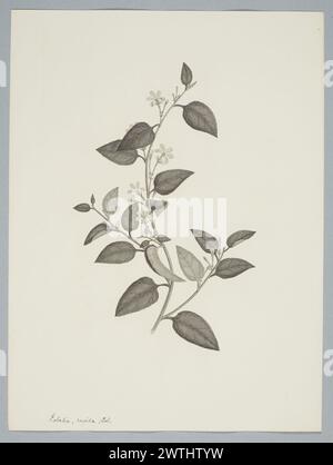Gravures Goodenia ovata Smith, gravures sur cuivre, gravures au trait Banque D'Images