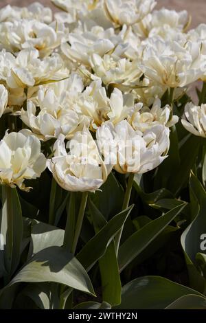 Tulip Exotic Emperor blanc fleurs texture fond dans la lumière du soleil de printemps Banque D'Images