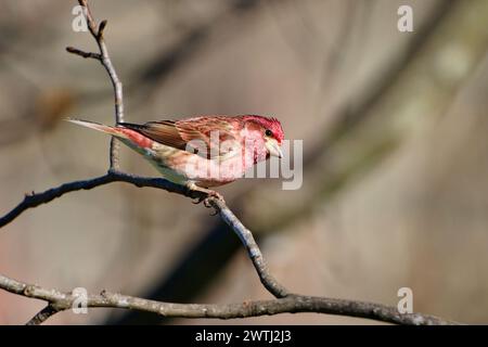 Gros plan d'un pingembre mauve mâle perché sur une branche d'arbre. Dover, Tennessee Banque D'Images