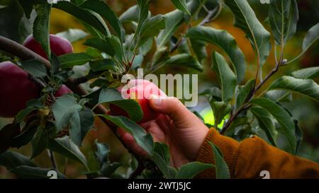 Capturez l'allure de l'automne tandis qu'une main cueille une pomme mûre dans des vergers luxuriants. Les feuilles vibrantes encadrent la scène, avec un arrière-plan flou. Banque D'Images