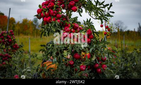 Capturez l'allure de l'automne tandis qu'une main cueille une pomme mûre dans des vergers luxuriants. Les feuilles vibrantes encadrent la scène avec un arrière-plan flou. Banque D'Images