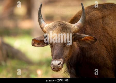 Gaur ou Bison indien ou bos gaurus face à gros plan ou portrait d'art en hiver safari en soirée dans le parc national de bandhavgarh réserve de tigres forestiers Banque D'Images