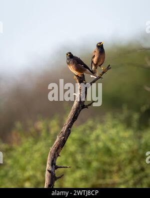 Myna commun ou myna indien ou mynah ou paire d'oiseaux tristis Acridotheres perché sur la branche dans le paysage naturel vert fond en safari de saison d'hiver Banque D'Images