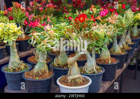 adenium panaché de différentes couleurs de floraison dans des pots exposés dans le jardin Banque D'Images