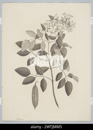 Pandorea pandorana (Andrews) van Steenis estampes, gravures sur cuivre, gravures au trait Banque D'Images