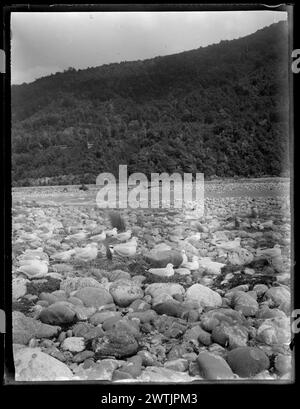 Larus bulleri (Goéland à bec noir) - Laridae négatifs noir et blanc, négatifs sur plaque sèche en gélatine Banque D'Images