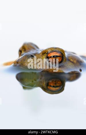 Crapaud commun ( Bufo bufo ) pendant la saison de frai, flotte sur la surface de l'eau de couleur blanche ; attendant son compagnon, la faune, l'Europe. Banque D'Images