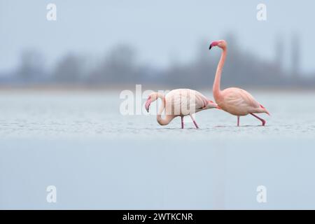 loin au nord... Flamants roses * Phoenicopterus roseus * de la Zwillbrocker Venn, population de reproduction la plus septentrionale, colonie la plus septentrionale, dans leur Banque D'Images