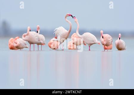 Flamants rouges du Nord *Phoenicopterus spec.* reposant dans les eaux peu profondes, flamants roses et flamants roses chiliens, flamants roses, flamants roses du Chili, flamants roses du Zwillbr Banque D'Images