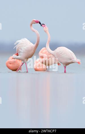 Flamants rouges du Nord *Phoenicopterus spec.* reposant dans les eaux peu profondes, flamants roses et flamants roses chiliens, flamants roses, flamants roses du Chili, flamants roses du Zwillbr Banque D'Images