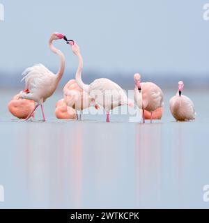 Flamants rouges du Nord *Phoenicopterus spec.* reposant dans les eaux peu profondes, flamants roses et flamants roses chiliens, flamants roses, flamants roses du Chili, flamants roses du Zwillbr Banque D'Images