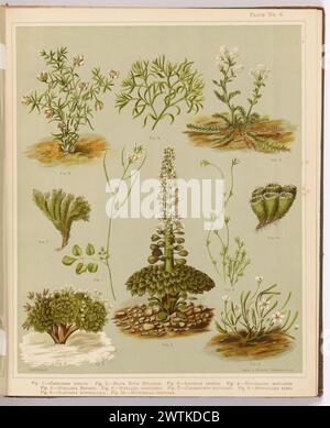 Fig. 1 Cardamine hirsuta. Fig. 2. Braya novae zelandie. Fig. 3. Lepidium incisum. Fig. 4. Notothalspi rosulatum. Fig. 5. Stellaria roughi. Fig. 6. Stellaria gracilenta. Fig. 7. Colobanthus acicularis. Fig. 8. Spergularia rubra. Fig. 9. Claytonia australascia. Fig. 10. Hectorella cespitosa. Plaque 6. Extrait du livre : L'album d'art de la flore néo-zélandaise : être une description systématique et populaire des plantes à fleurs indigènes de la Nouvelle-Zélande et des îles adjacentes : volume 1 ; livres rares Banque D'Images
