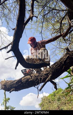 homme africain avec une tronçonneuse grimpait dans un arbre coupant des branches Banque D'Images