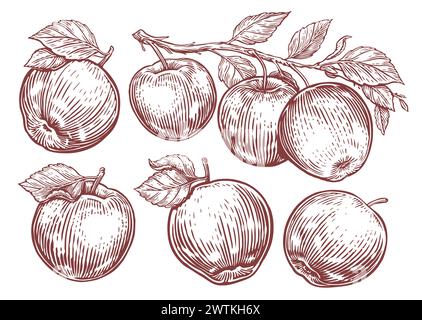 Assortiment de pommes. Pomme, branche avec des feuilles. Illustration vectorielle de style de gravure d'esquisse dessinée à la main Illustration de Vecteur