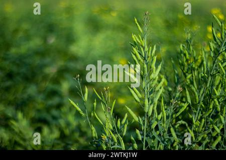 Les types de moutarde sont blanc, jaune et Sinapis alba. La moutarde est une plante ancienne qui est pleine d'attrait pour les jardiniers contemporains. Les plantes sont faciles t Banque D'Images