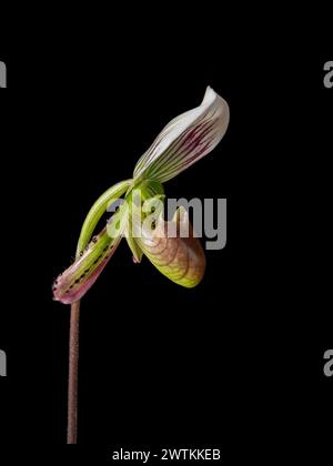 Gros plan vue latérale de la fleur colorée vert violet et blanc de l'espèce d'orchidée de pantoufle de dame paphiopedilum callosum isolé sur fond noir Banque D'Images