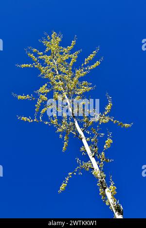 Fleurs d'agave et ciel bleu Banque D'Images