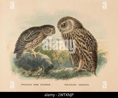 Morepork (Ruru) et hibou riant (Whekau) (Spiloglaux Novae Zealandiae/ Sceloglaux albifacies). estampes, lithographies, œuvres sur papier Banque D'Images