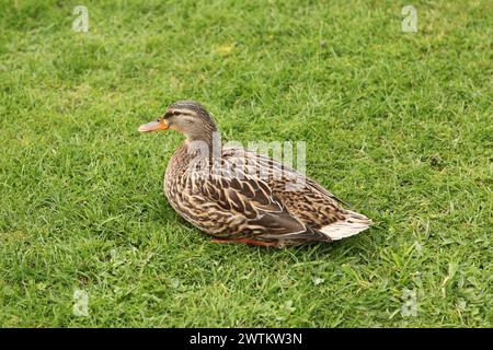 Une seule femelle canard colvert reposant sur une verge d'herbe, Great Wakering, Essex, Angleterre, Royaume-Uni, mars 2024 Banque D'Images