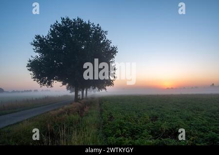 Cette image capture l'atmosphère sereine d'un lever de soleil brumeux sur une route de campagne. La silhouette d'un grand arbre feuillu domine le côté gauche du cadre, debout comme une sentinelle sur le paysage voilé de brume. La douce lumière du soleil levant s'infiltre à travers le brouillard, projetant une lueur diffuse et créant un dégradé de couleurs dans le ciel. La route elle-même conduit le regard vers l'horizon brumeux, invitant à la contemplation du calme et de l'immobilité du petit matin dans la campagne. Lever de soleil brumeux sur une route de campagne avec un arbre silhouette. Photo de haute qualité Banque D'Images