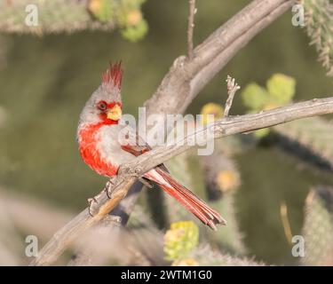 Un Pyrrhuloxia perche à Bosque del Apache, National Wildlife refuge, Nouveau-Mexique Banque D'Images