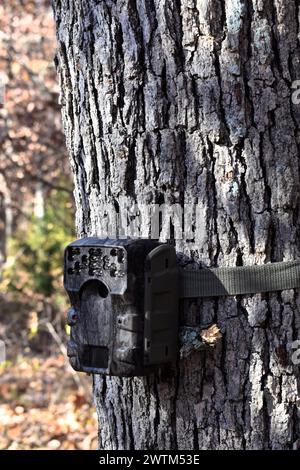 Caméra de jeu, ou caméra de piste installée sur un chêne à la ligne de bois, près d'un sentier de cerfs. Banque D'Images