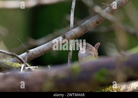 Wren troglodytes x2, petit oiseau brun foncé fine aiguille comme bec courte queue souvent armée fine barrant sur la queue et les ailes ligne pâle au-dessus de l'oeil buff ci-dessous Banque D'Images