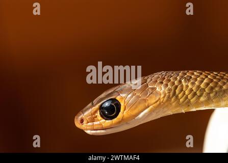 Serpent rat indo-chinois en gros plan, présentant des écailles vertes vives, se concentrant sur son œil et glissant à travers l'herbe dans son habitat naturel. C'est bon Banque D'Images