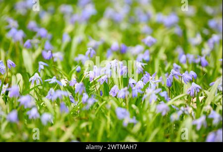 Hanovre, Allemagne. 18 mars 2024. L'étoile bleue sibérienne (Scilla siberica) fleurit sur Lindener Berg. Crédit : Julian Stratenschulte/dpa/Alamy Live News Banque D'Images