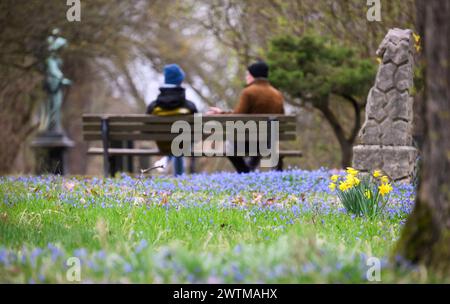 Hanovre, Allemagne. 18 mars 2024. L'étoile bleue sibérienne (Scilla siberica) et les jonquilles fleurissent sur Lindener Berg tandis que les passants s'assoient sur un banc du parc. Crédit : Julian Stratenschulte/dpa/Alamy Live News Banque D'Images