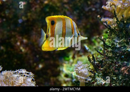 Le papillons cuivré (Chelmon rostratus), également connu sous le nom de poisson corallien à bec, se trouve dans les récifs des océans Pacifique et Indien. Banque D'Images