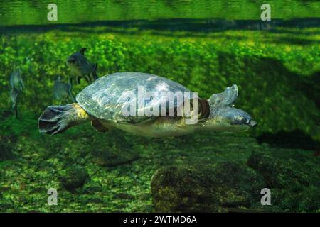 La tortue à nez de cochon (Carettochelys insculpta), également connue sous le nom de tortue de la rivière Fly Banque D'Images