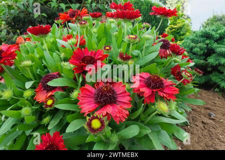 Fleur de couverture (Gaillardia x grandiflora) - 'Mesa Red' - herbacée vivace de courte durée - gros plan. Banque D'Images