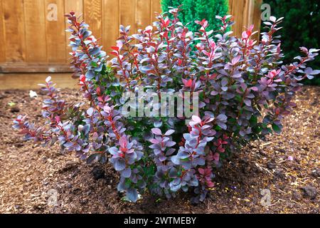 Concorde épine japonaise (Berberis thunbergii 'Concorde') - feuilles sombres, arbuste à faible entretien. Banque D'Images