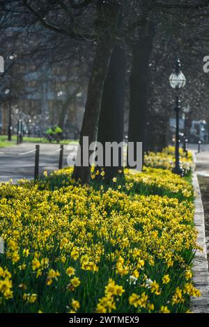 Londres, Royaume-Uni. 18 mars 2024. Les jonquilles sont à leur apogée alors que leur cycle de vie approche de sa fin saisonnière - le printemps fleurit par temps ensoleillé à Hyde Park. Crédit : Guy Bell/Alamy Live News Banque D'Images