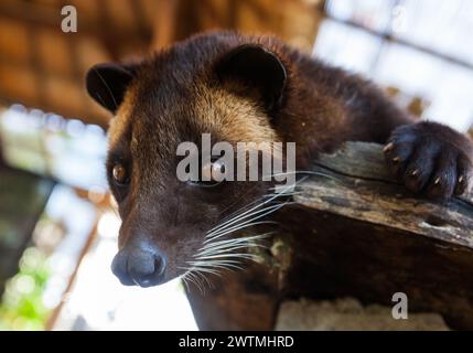 Civette de palmier asiatique (Paradoxurus hermaphroditus). Les gens l'utilisent pour la production de fameux kopi luwak. Banque D'Images