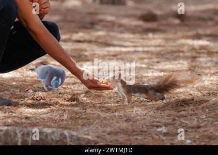 Écureuil roux (Sciurus vulgaris) ramassant une noix de la main d'un humain non reconnaissable dans le parc naturel des Lagunas de la Mata, en Espagne Banque D'Images