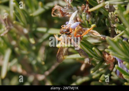 Abeille rouge solitaire, Rhodanthidium sticticum, collecte du nectar sur la fleur de romarin, Espagne Banque D'Images